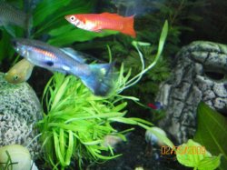 2-25-09 Guppies.jpg