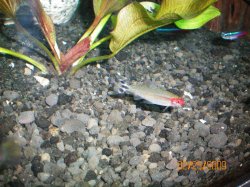 2-25-09 Rummy Nose Tetra (not the best shot).jpg