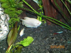 2-25-09 Platinum Gourami.jpg