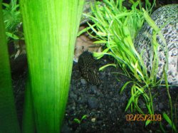 2-25-09 Bristlenose going back to his log.jpg