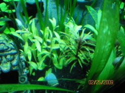 2-25-09 Right side of tank(p.Hippo & Nasea).jpg