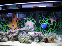 1-2-08 55 gallon saltwater setup - Copy.jpg