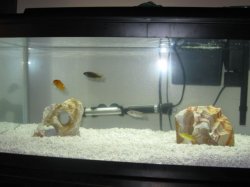 cichlids 007.jpg