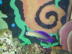 12-12-07 Purple Firefish - Copy.jpg