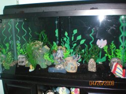 4-26-08 90 gallon african cichlid tank - Copy.jpg