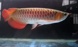 arowana.jpg