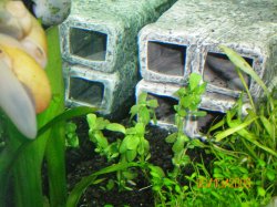 3-13-09 closeup of pleco breeding bricks & Moneywort.jpg