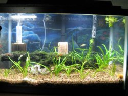 10gallon3.jpg