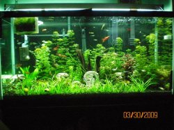 3-30-09 90g Full tank shot.jpg