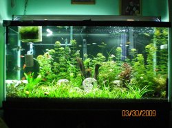 3-30-09 Full tank shot.jpg