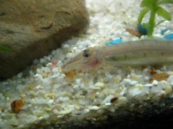 horseface loach.JPG