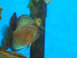 discus parents-1.JPG