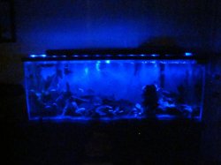 DIscus tank-night.JPG