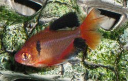 10-20-08 Serpae Tetra.jpg