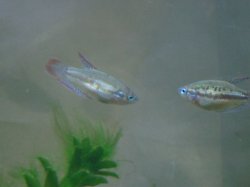 sparkling gouramis.JPG