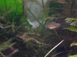 sparkling gourami.JPG