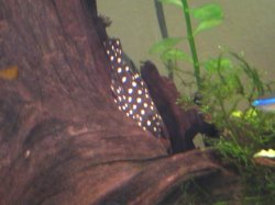 snoball pleco3.JPG