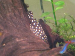 snoball pleco 4.JPG