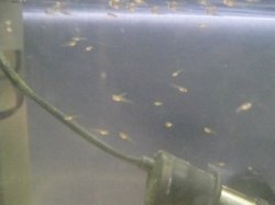 attack of the baby guppies2.JPG