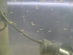 baby guppies 7.JPG