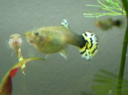 female guppy.JPG