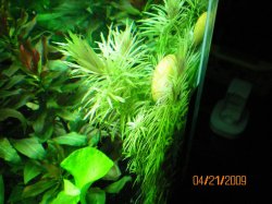 4-21-09  Limnophila ‘hippuroides’  with Golden Mystery Snail.jpg