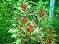 4-21-09 Ludwigia Peruensis (2).jpg