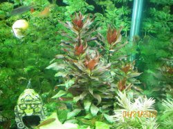 4-21-09 Ludwigia Peruensis.jpg