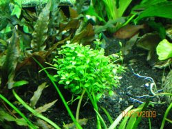 4-21-09 Marsilea quadrifolia (4 leaf clover).jpg