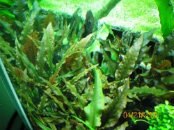 4-21-09 Cryptocoryne Wendtii Bronze.jpg