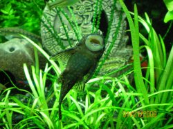 4-21-09 Male Bristlenose Pleco cleaning the glass.jpg