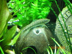 4-21-09 Chinese Algae Eater hanging out on his coconut shell.jpg