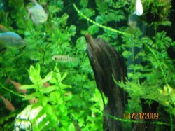 4-21-09 cardinal Plant, Purple Cabomba, & Stripe fish from the guy I deal with.jpg