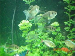 5-2-09 Left with Long Fin Black Skirt Tetras.jpg