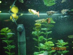 5-2-09 Guppies, Marble Hatchetfish, & Mystery Snail.jpg