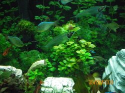 5-2-09 Right with Glass catfish.jpg