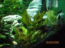 5-2-09 Right with Odd fish and albino cory.jpg