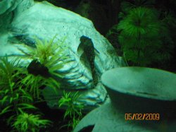 5-2-09 Right with Male Bristlenose Pleco.jpg