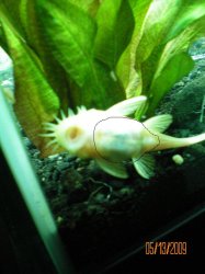 Male Bristlenose Pleco Appearing Extremely Bloated In Belly Aquarium Space