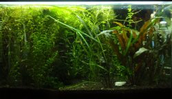 tank_051409.JPG