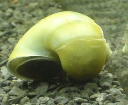 babyandsnail.JPG