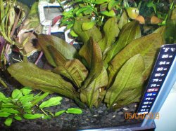 02 Red indian Sword, Ludwigia Repens Broad, Limnophilia, Green Crypt Wendtii.jpg