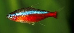 cardinal-tetra-1.jpg