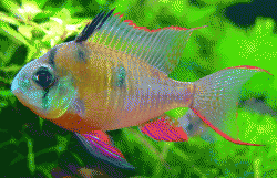 Mikrogeophagus_altispinosa_bolivian_ram_500x322.gif