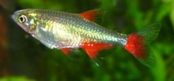 bloodfin-tetra.jpg