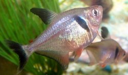 BlackPhantomTetra2.jpg