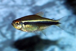 black_neon_tetra.jpg