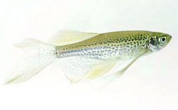 Longfin Leopard Danio.jpg