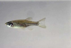 Leopard Danio.jpg