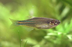 Blue Danio.jpg